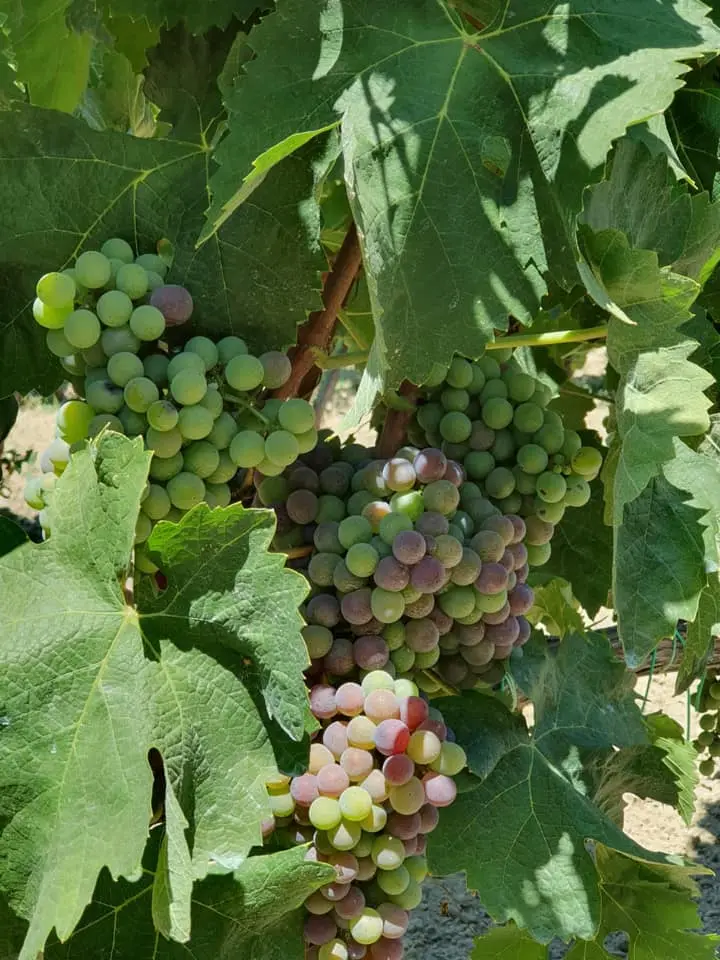 tenuta-dei-baroni-capoano-uva-bianca